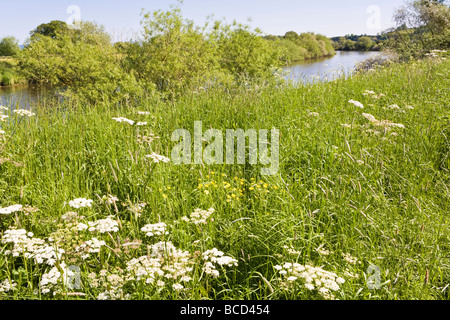 Severn prati accanto al fiume Severn su Hasfield Prosciutto, nel Gloucestershire. Foto Stock