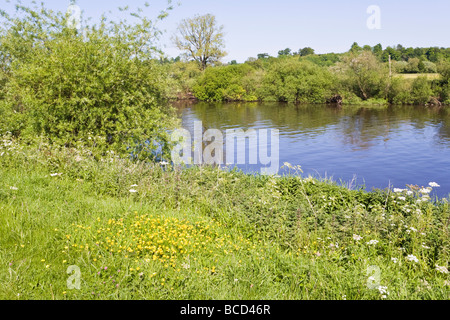 Severn prati accanto al fiume Severn su Hasfield Prosciutto, nel Gloucestershire. Foto Stock