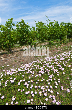 Campo Centinodia / Convolvolus arvense weed tra i vitigni, sud-Touraine, Francia. Foto Stock