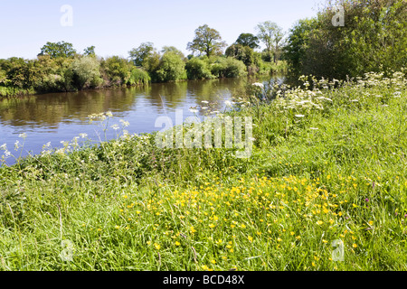 Severn prati accanto al fiume Severn su Hasfield Prosciutto, nel Gloucestershire. Foto Stock