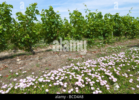 Campo Centinodia / Convolvolus arvense weed tra i vitigni, sud-Touraine, Francia. Foto Stock