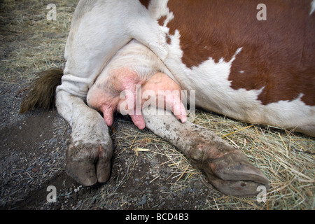 Un Ferrandaise mammella della bovina (Puy de Dôme - Auvergne - Francia). Pis d'une vache Ferrandaise (Puy de Dôme - Auvergne - Francia). Foto Stock