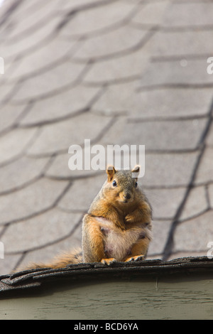 Lo scoiattolo sul tetto Saskatchewan Foto Stock