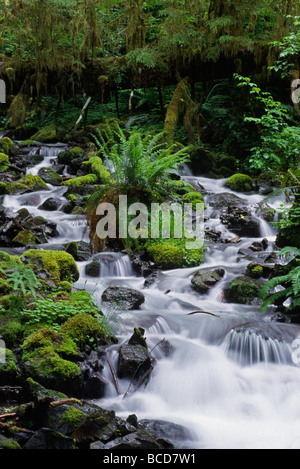 Una delle numerose insenature lungo la HOH River Trail nel HOH RAIN FOREST PARCO NAZIONALE DI OLYMPIC WASHINGTON Foto Stock