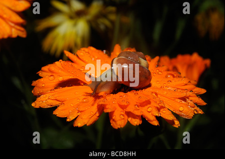 Va a passo di lumaca sul fiore close up Foto Stock