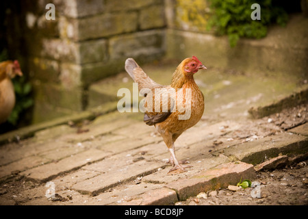 Vecchio inglese galline bantam in ambiente rurale Foto Stock