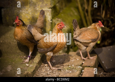 Vecchio inglese galline bantam in ambiente rurale Foto Stock