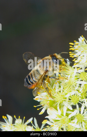 Foglia-Cutter Bee, Megachile sp. La raccolta di nettare di fiori su Foto Stock