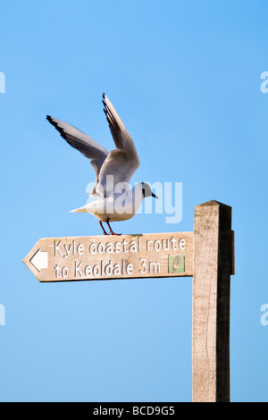 A testa nera a gabbiano Balnakeil bay, Scozia ali di stiramento per decollare su un cartello per Kyle percorso costiero di Keoldale Foto Stock