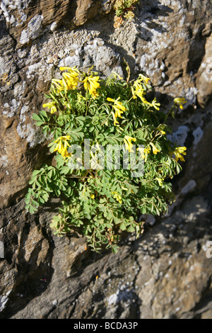 Giallo, Corydalis Corydalis lutea, Fumariaceae, che cresce su un muro di pietra Foto Stock