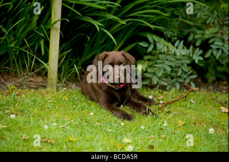 Il cioccolato labrador cucciolo giacente in giardino Foto Stock