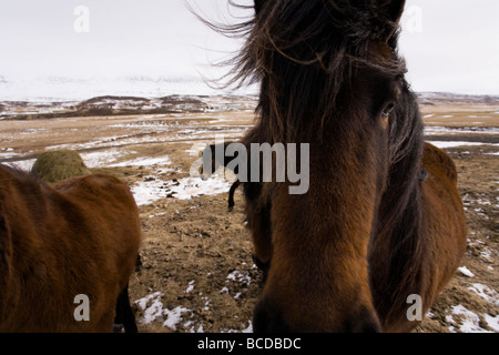 Cavalli durante l'inverno Skagafjordur Islanda Foto Stock