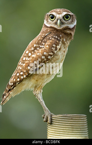 Scavando Il Gufo Foto Stock