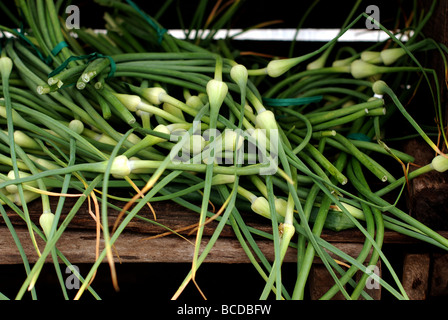 Colorata frutta e verdura ad Evanston Mercato degli Agricoltori. Le cipolle verdi Foto Stock