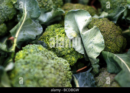 Colorata frutta e verdura ad Evanston Mercato degli Agricoltori. Broccoli verdi Foto Stock