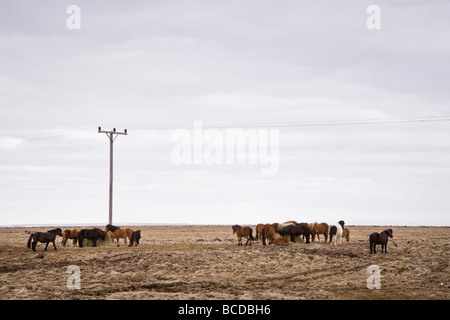 Cavalli al pascolo in un campo, le linee elettriche di cui sopra. A sud dell'Islanda Foto Stock