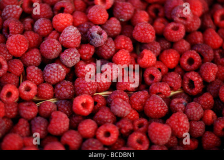 Colorata frutta e verdura ad Evanston Mercato degli Agricoltori. Red rasberries Foto Stock