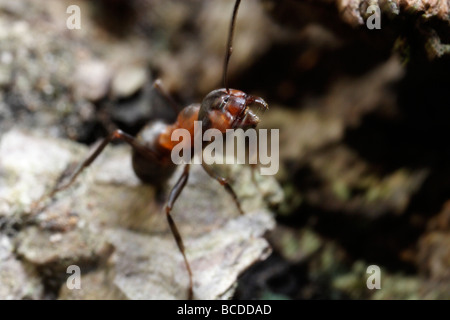 Formica rufa, southern wood ant o cavallo ant, minacciando il viewer (motion blur!) Foto Stock