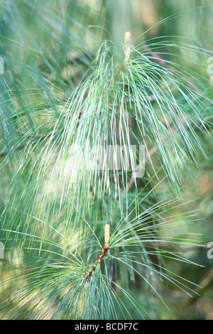 Pinus wallichiania uno splendido albero di pino a pressione atmosferica arte fotografia fotografia JABP441 Foto Stock