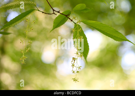 Acer carpinifolium dainty spioventi grappoli di fiori per nativo Giappone arte fotografia Jane Ann Butler JABP Fotografia452 Foto Stock