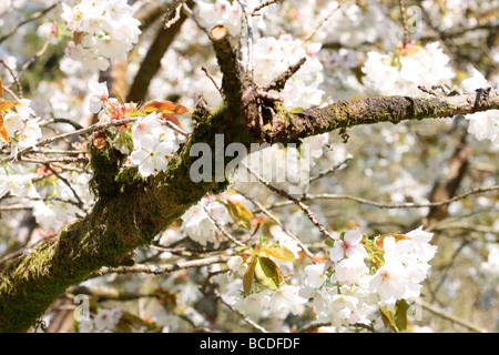 Splendida oriental cherry arte fotografia Jane Ann Butler JABP Fotografia447 Foto Stock