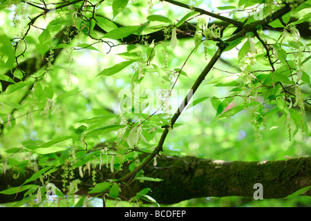 Acer carpinifolium carpino maple nativo Giappone arte Jane-Ann fotografia fotografia Butler JABP448 Foto Stock