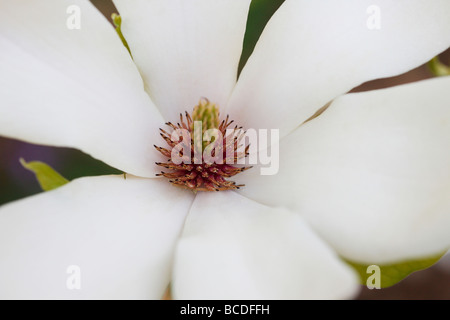 Bella magnolia bloom con il polline arte fotografia Jane Ann Butler JABP Fotografia443 Foto Stock