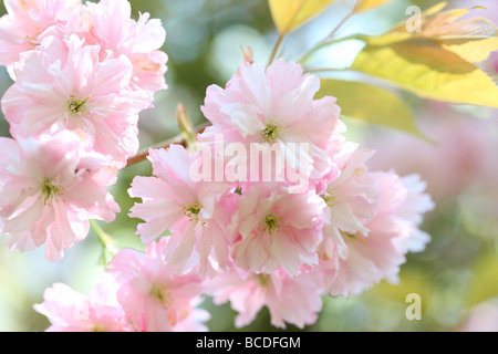 Un assaggio di primavera prunus giapponese di fiori di ciliegio shirofugen arte fotografia Jane Ann Butler JABP Fotografia459 Foto Stock