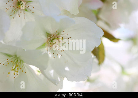 La molla bella close up fiore grande bianco ciliegio Tai Haku arte fotografia Jane Ann Butler JABP Fotografia440 Foto Stock