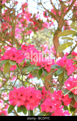 Bellissimi rododendri bush blush rosa e rosso di blumi arte fotografia Jane Ann Butler JABP Fotografia436 Foto Stock