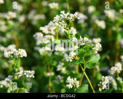 Fiori di grano saraceno Foto Stock