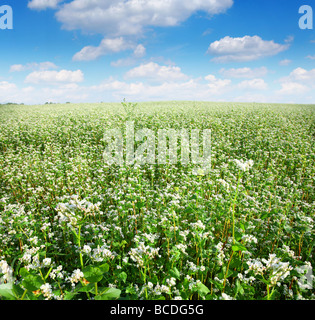 Fiori di grano saraceno Foto Stock