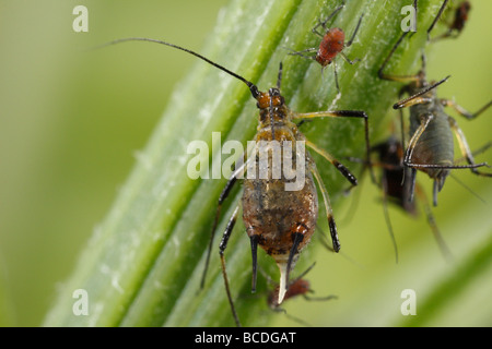 Afidi del genere Uroleucon, probabilmente Uroleucon cfr murale Foto Stock