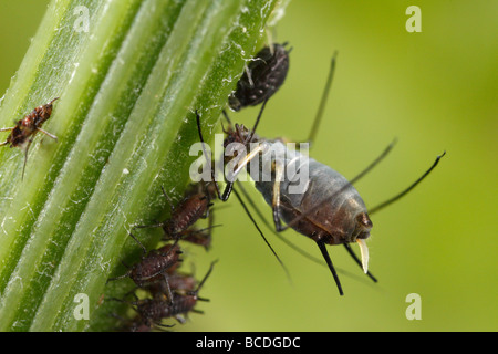 Afidi del genere Uroleucon, probabilmente Uroleucon cfr murale Foto Stock