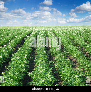 Boccole della fecola di patate sono nel campo Foto Stock