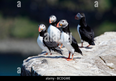 Atlantic i puffini, fratercula arctica, Grimsey isola, sul circolo polare artico, Islanda Foto Stock