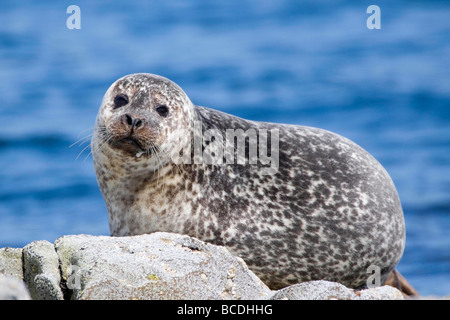 Guarnizione comune sulle rocce Foto Stock