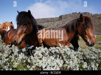 Cavalli islandesi vicino Asbyrgi, Nord Islanda Foto Stock