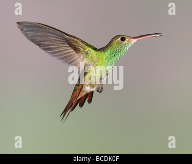 Rufous-tailed Hummingbird (Amazilia tzacatl) Foto Stock
