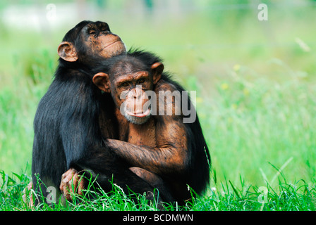 In prossimità dei due simpatici scimpanzé Pan troglodytes Foto Stock