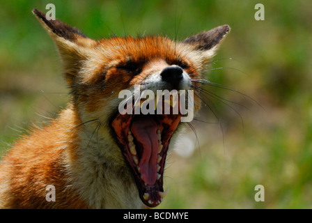 Una bellissima volpe Vulpes vulpes mostrando i suoi denti nelle dune di sabbia del paesi bassi Foto Stock