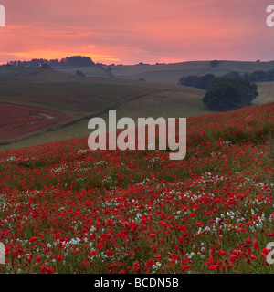 Tramonto attraverso i campi di papavero sulla a Cranborne Chase, Dorset Foto Stock