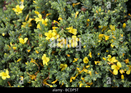 Nano St John's Wort, Hypericum aegypticum, Hypericaceae. Mediterraneo Foto Stock