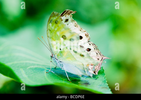 Luna Indiana tarma (lat. actias selene) con sfondo verde focus è sull'occhio Foto Stock