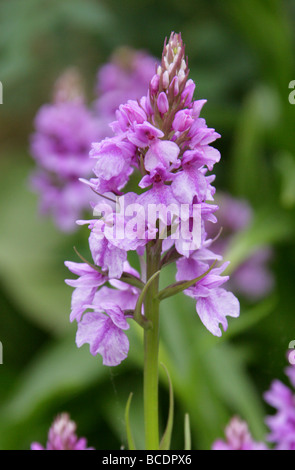 Orchid Madeira aka riccamente-lasciava Dactylorhiza, Dactylorhiza foliosa, Orchidaceae, Madera, l'Europa. Foto Stock