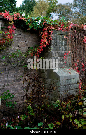 Ivy che cresce su un muro nei giardini di Newstead Abbey a Nottinghamshire Inghilterra Regno Unito Foto Stock