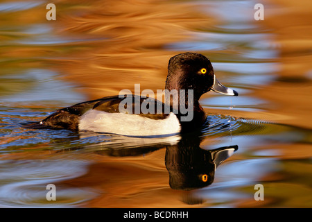 Anello di anatra collo ( Aythya collaris ) maschio drake acqua colorata riflessione Foto Stock