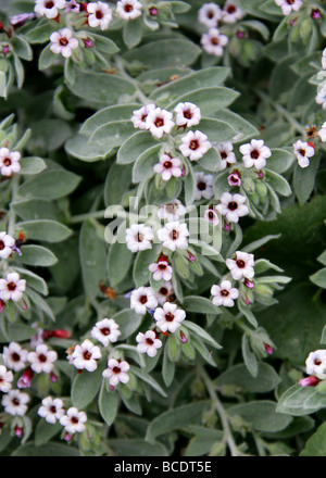 Alkanna oreodoxa, Boraginaceae, Turchia, Asia Occidentale Foto Stock