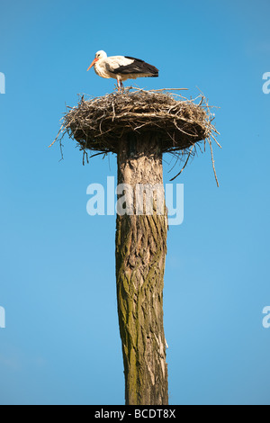 Stork in piedi nel suo nido su un alto stelo in legno Foto Stock