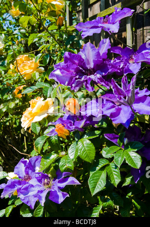 Un display di clematis viola e giallo rose in piena fioritura estiva Foto Stock